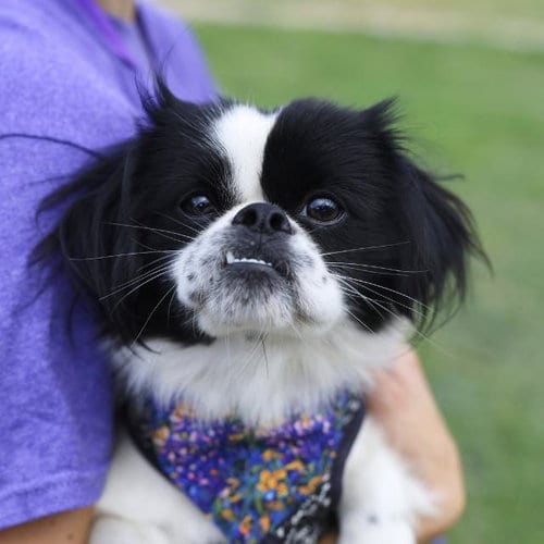 Photo of Dipper, adoptable Shih Tzu in San Antonio, Texas