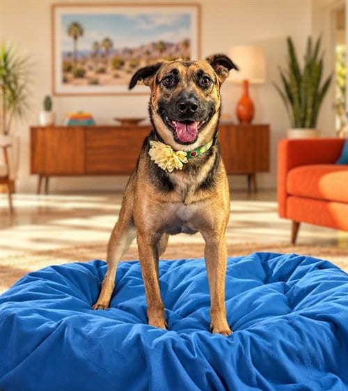 Photo of Ray, adoptable German Shepherd Dog in Thousand Palms, California