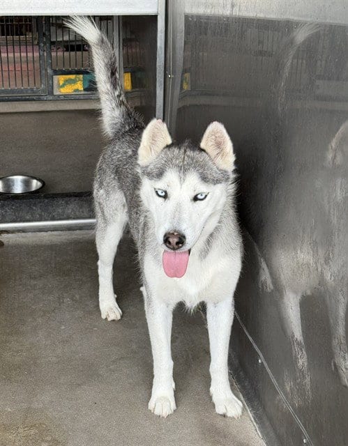 Photo of Storm, adoptable Siberian Husky in San Bernardino, California