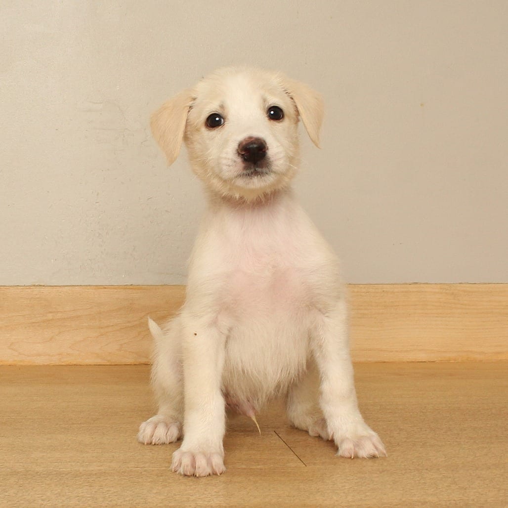 Photo of Kato D71471, adoptable Terrier, Airedale in Minnesota, Minnesota