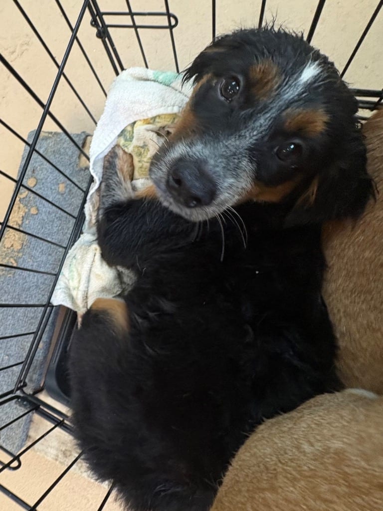 Photo of Ciabatta, adoptable Affenpinscher in Nacogdoches, Texas