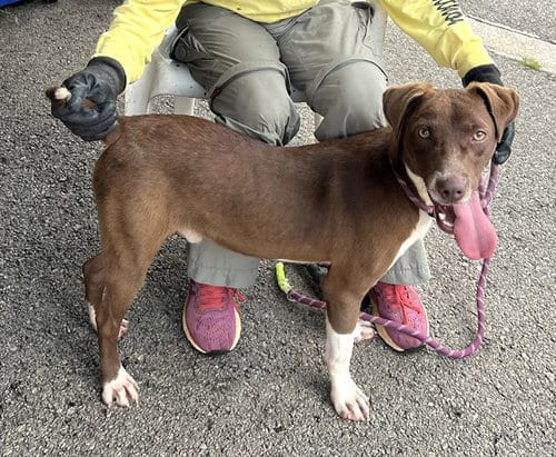 Photo of Oscar, adoptable Whippet in Carrollton, Georgia
