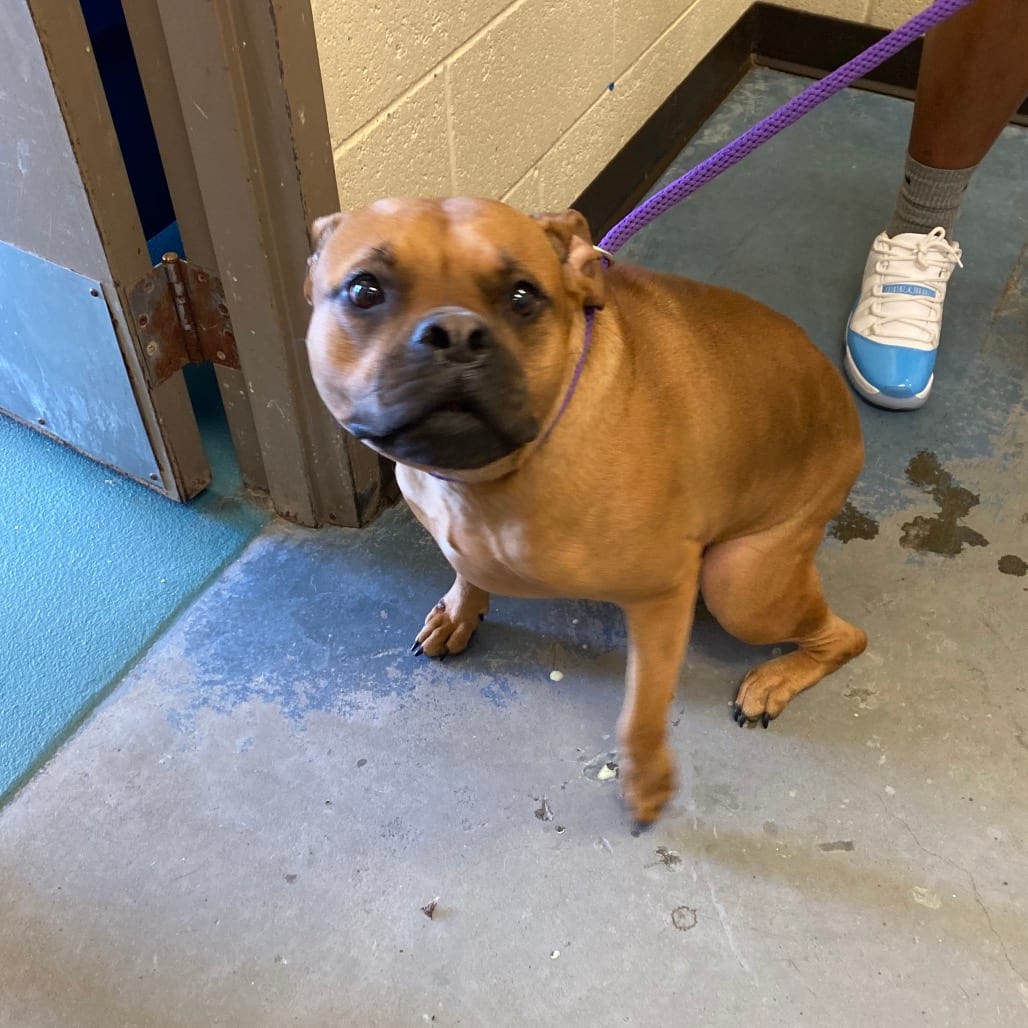 Photo of Dior, adoptable Mixed Breed (Medium)
