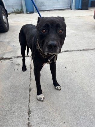 Photo of Max, adoptable Terrier in New Orleans, Louisiana