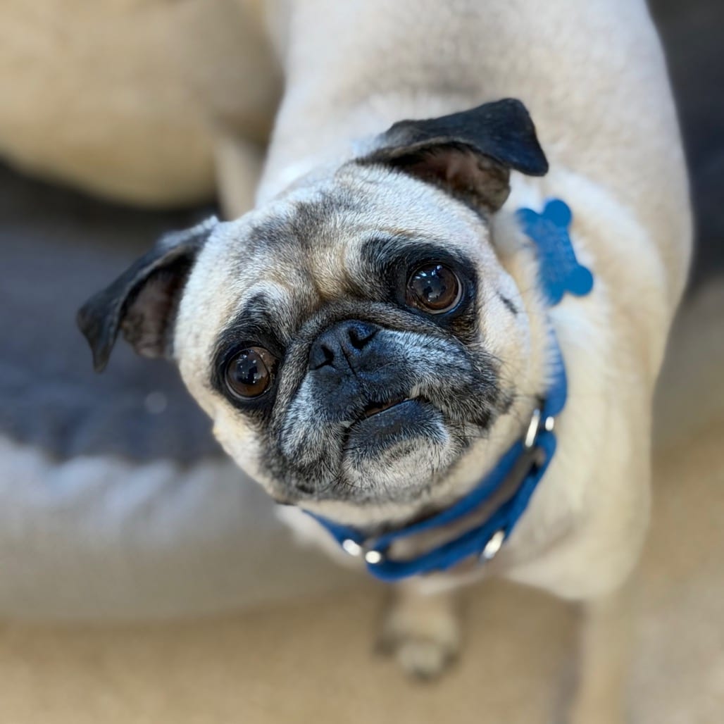 Photo of Kukui, adoptable Pug in Kanab, Utah