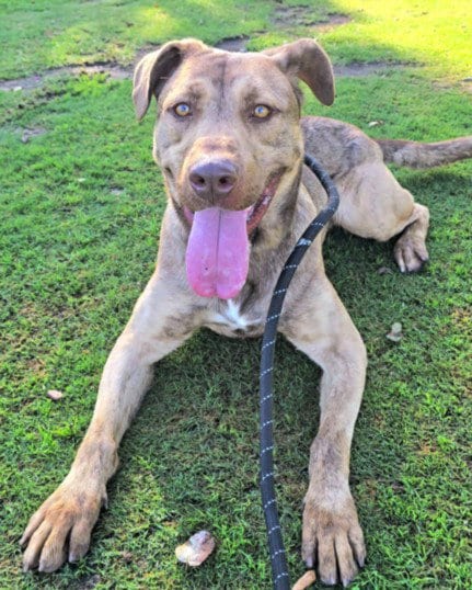 Photo of Drako, adoptable Pit Bull Terrier in Los Angeles, California