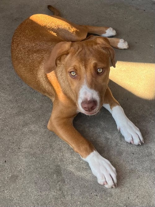 Photo of Ruby, adoptable Terrier in Mount Laurel, New Jersey