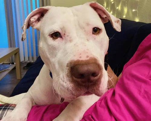 Photo of Darla, adoptable Pit Bull Terrier in Palo Alto, California