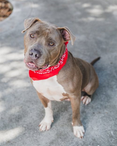 Photo of Blake, adoptable American Pit Bull Terrier in Miami, Florida