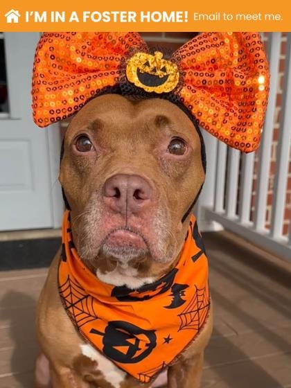 Photo of Izakaya, adoptable dog in Baltimore, Maryland