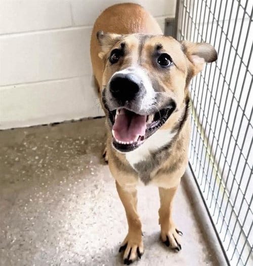 Photo of Waylon, adoptable Labrador Retriever in Houston, Texas