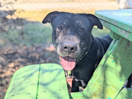 Photo of Joyce, adoptable Labrador Retriever in Ocala, Florida