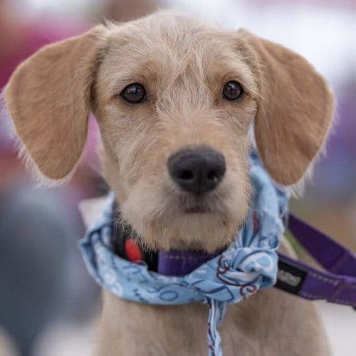 Photo of Surf Pup - Glassy, adoptable Spaniel in San Diego, California