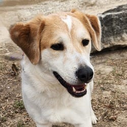 Photo of Monty JuM, adoptable Australian Shepherd Collie in Hartford, Connecticut
