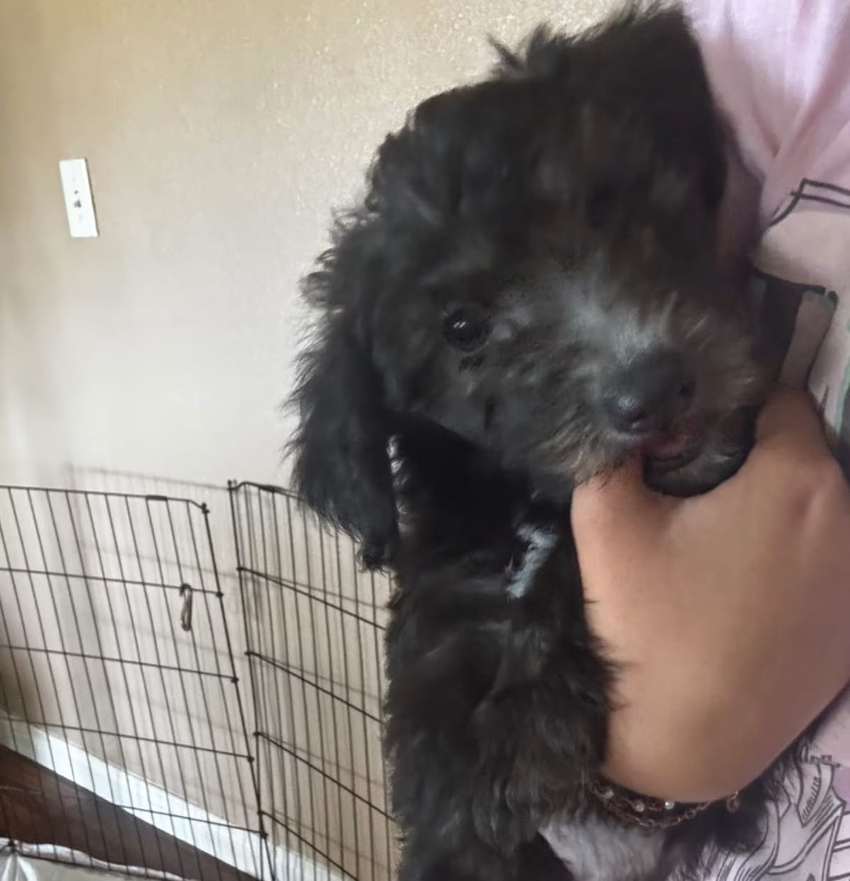 Photo of Pepper, adoptable Poodle (Miniature)/Maltese in Yucaipa, California