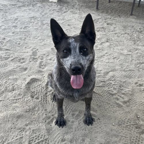 Photo of Bandit, adoptable Australian Cattle Dog/Blue Heeler in Thousand Palms, California