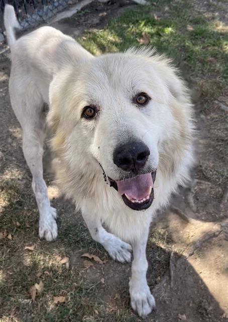 Photo of Bruce, adoptable Great Pyrenees in Riverside, California
