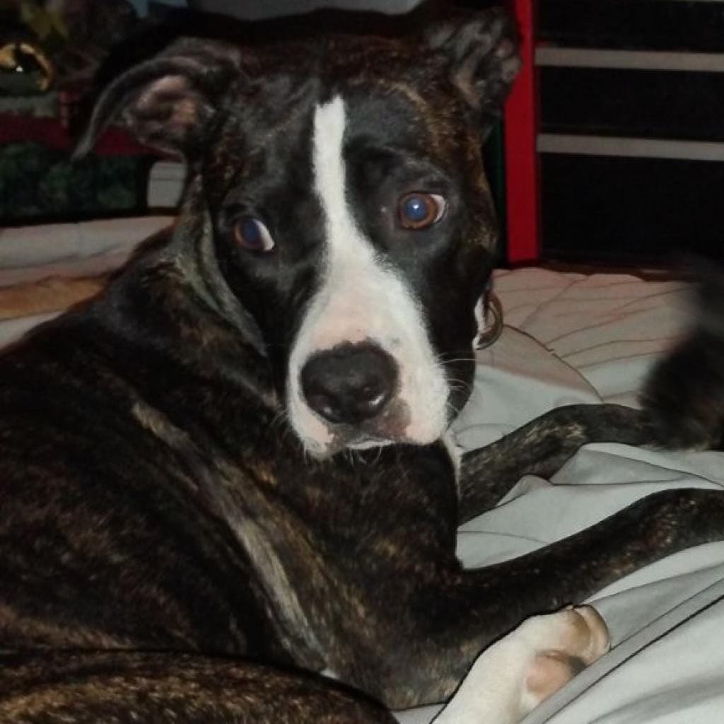 Photo of Star, adoptable Mixed Breed (Medium) in Hinesville, Georgia