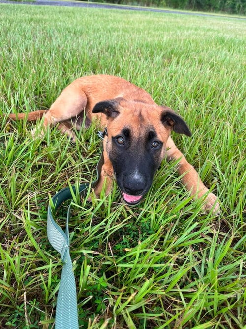 Photo of Frye - N FL, adoptable Belgian Shepherd Malinois in Amherst Junction, Wisconsin