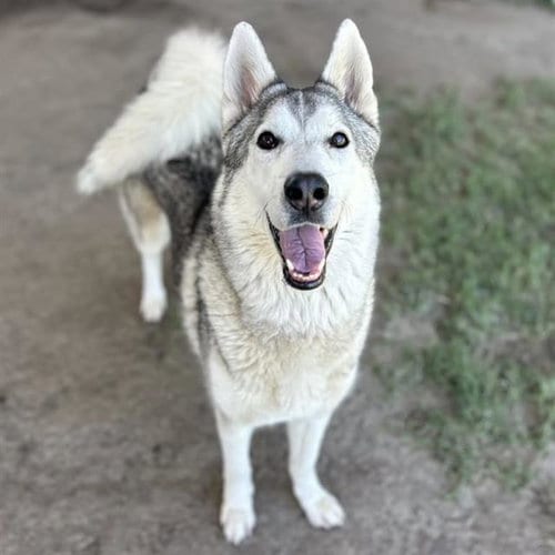 Photo of Balto, adoptable Siberian Husky in Riverside, California