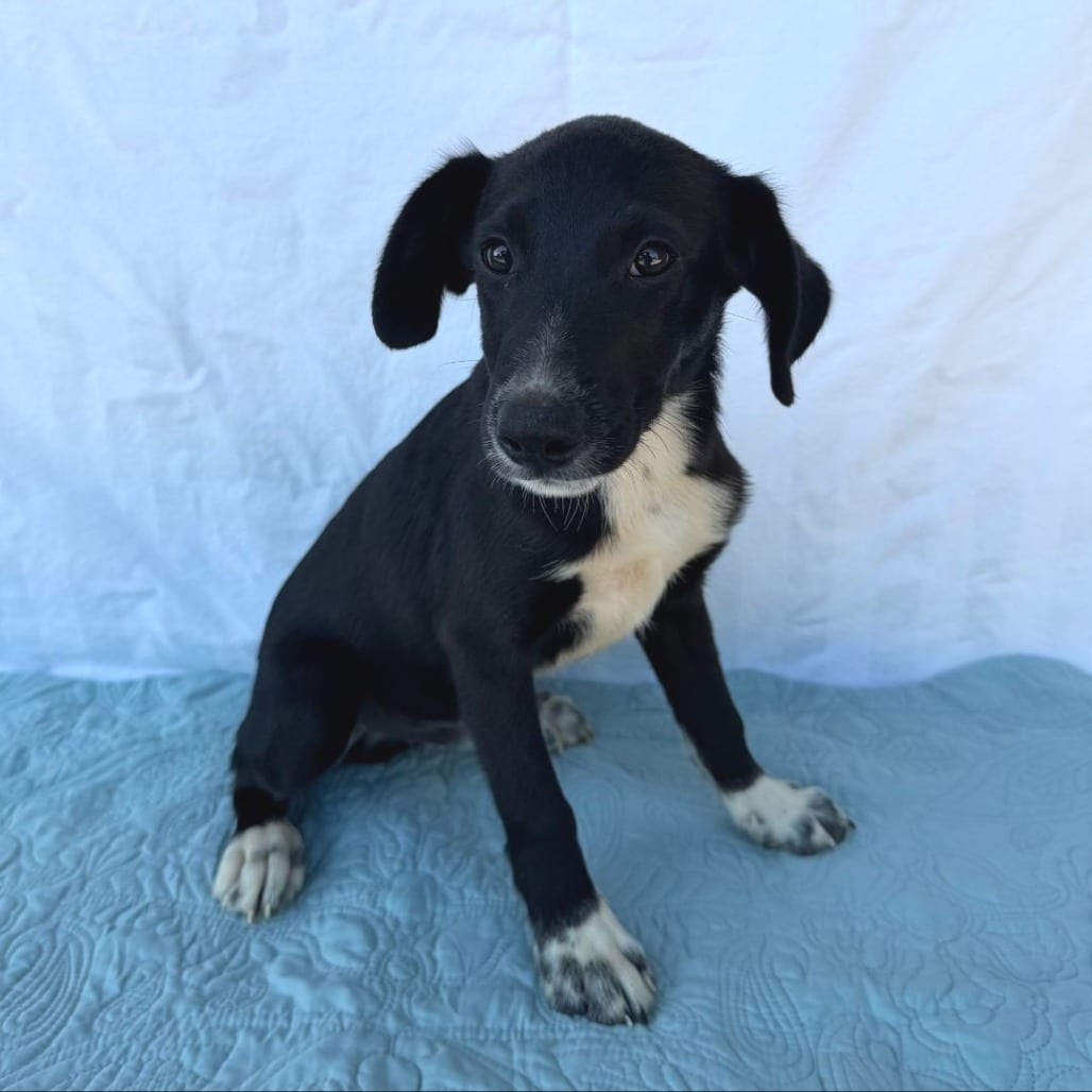 Photo of Prongs, adoptable Mixed Breed (Medium) in Buffalo, Minnesota