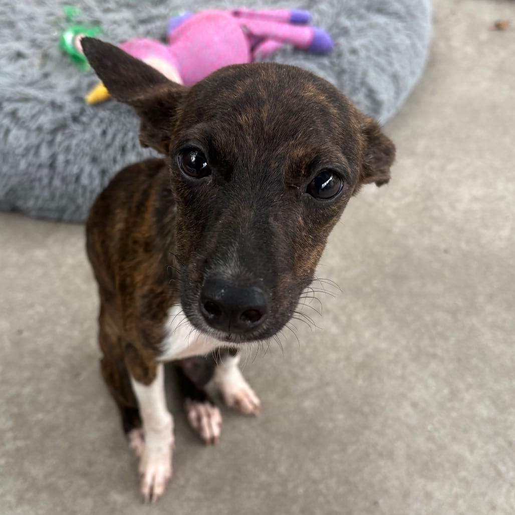 Photo of Beatrice, adoptable Mixed Breed (Small) in East Hanover, New Jersey