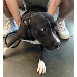 Photo of Rambo, adoptable Labrador Retriever American Staffordshire Terrier in Chatsworth, California