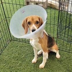 Photo of Penny 6954/4759, adoptable Beagle in Loxahatchee, Florida