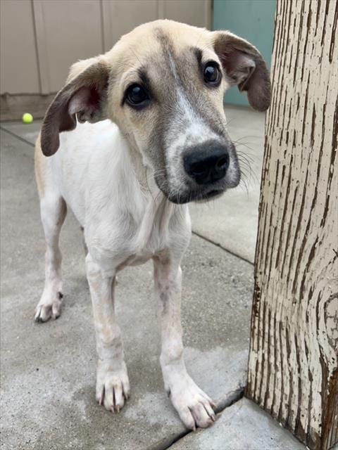 Photo of Twister, adoptable Rhodesian Ridgeback in Santa Cruz, California