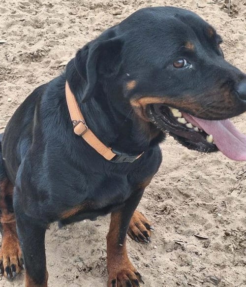 Photo of Buttercup, adoptable Rottweiler in San Antonio, Texas