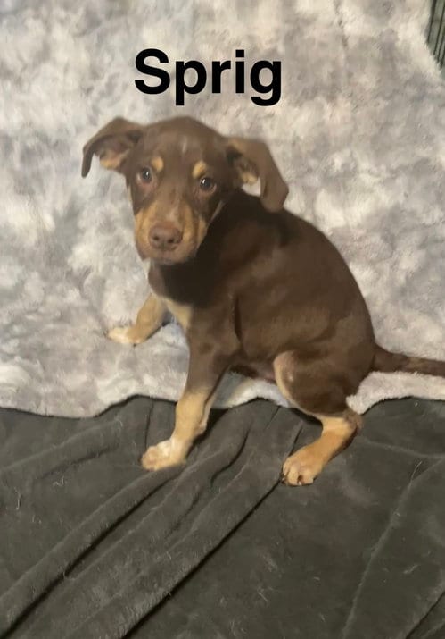 Photo of Sprig, adoptable Hound in Topeka, Kansas