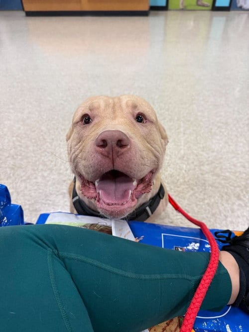 Photo of Frankie O’Malley (2026), adoptable Pit Bull Terrier in Wenonah, New Jersey