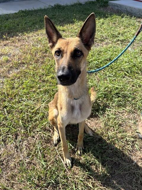 Photo of Athena, adoptable German Shepherd Dog in Corpus Christi, Texas