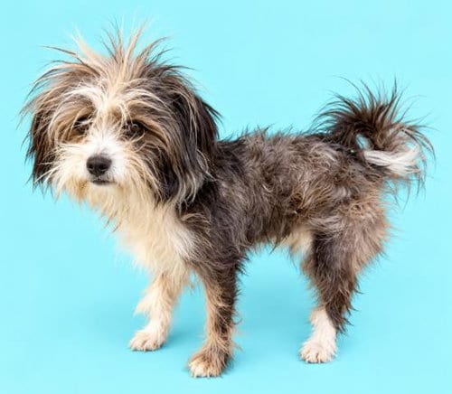 Photo of Puff, adoptable Cairn Terrier in HESPERIA, California