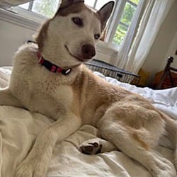 Photo of Mia CP, adoptable Husky in Boulder, Colorado