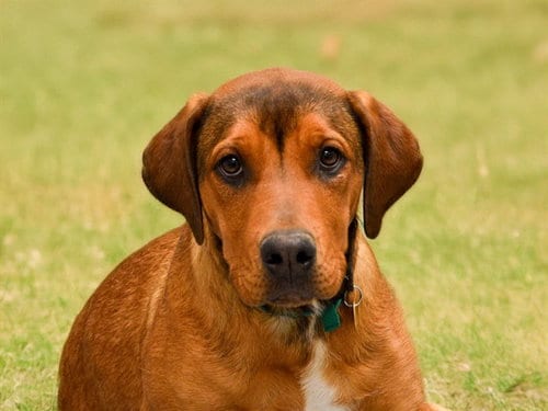 Photo of Shelly, adoptable Cane Corso Mastiff in Denver, Colorado