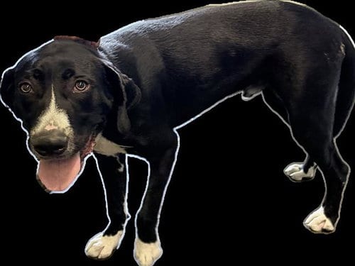 Photo of Mylo, adoptable Labrador Retriever in Los Angeles, California
