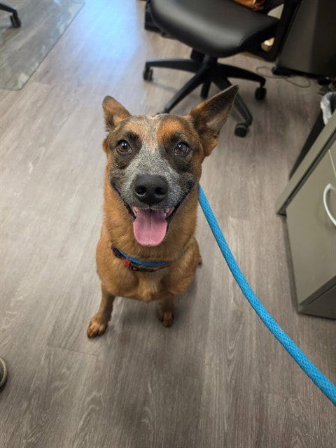 Photo of Rooster, adoptable Australian Cattle Dog/Blue Heeler in St Peters, Missouri