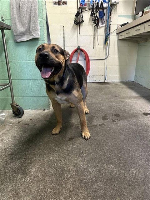 Photo of Jobilly, adoptable Rottweiler in Sacramento, California