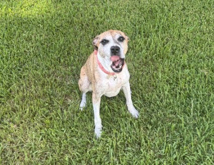 Photo of Fiona, adoptable Boxer in Houston, Texas