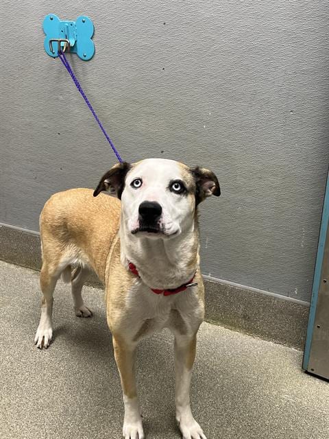 Photo of Lulu, adoptable Siberian Husky in Las Vegas, Nevada