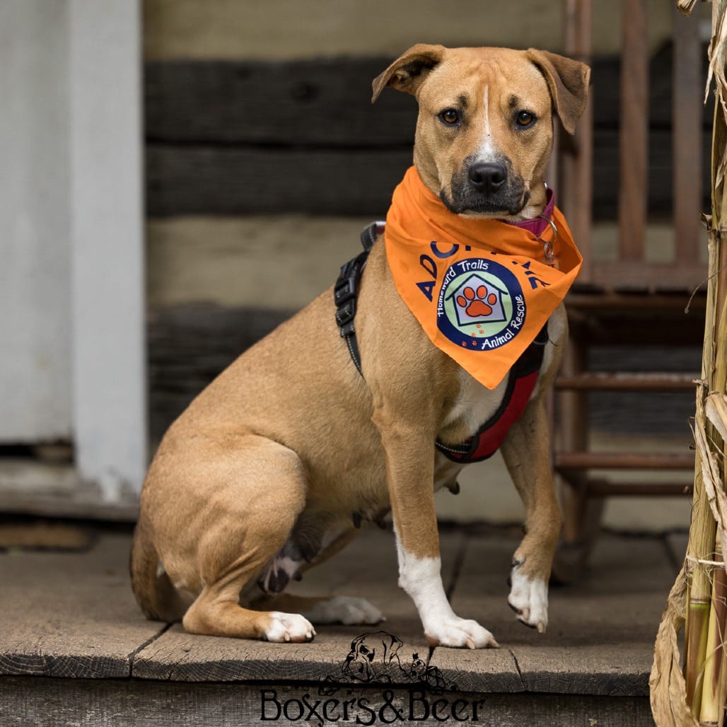Photo of Miami, adoptable Hound / Terrier, Pit Bull in Fairfax Station, Virginia