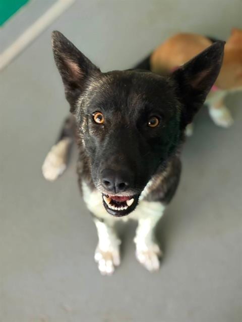 Photo of Ariel, adoptable German Shepherd Dog in Visalia, California