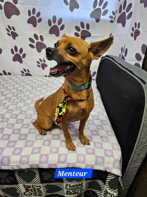Photo of Menteur, adoptable Chihuahua in Metairie, Louisiana