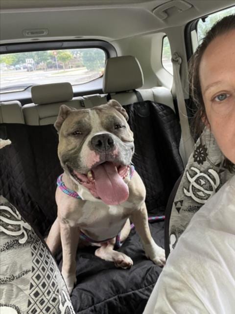 Photo of Quasimodo, adoptable Bulldog in Chapel Hill, North Carolina