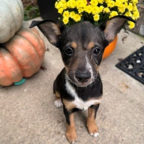 Photo of Bubbles, adoptable Pinscher, Miniature / American Blue Heeler in Normal, Illinois