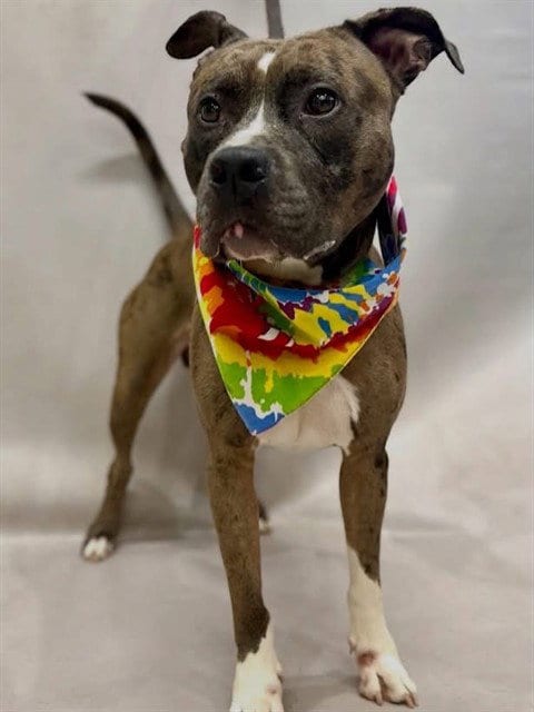 Photo of Nika, adoptable Terrier in Sanford, Florida