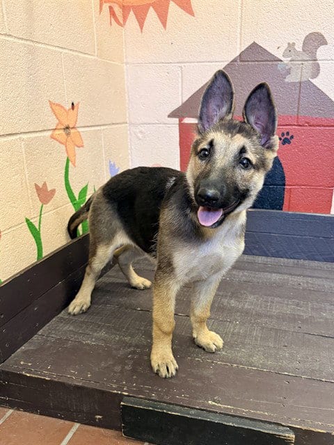Photo of Kira, adoptable German Shepherd Dog in Castaic, California