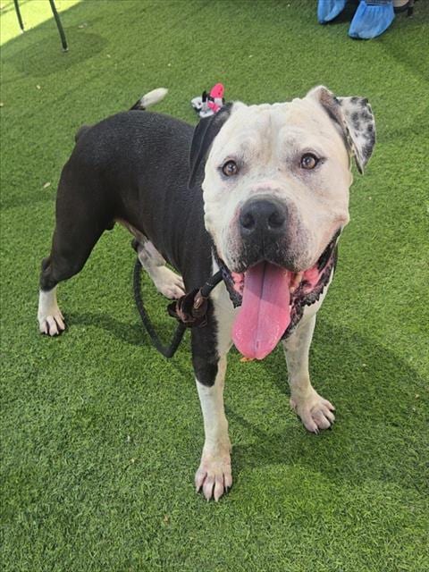 Photo of Hamwich, adoptable American Pit Bull Terrier in Phoenix, Arizona