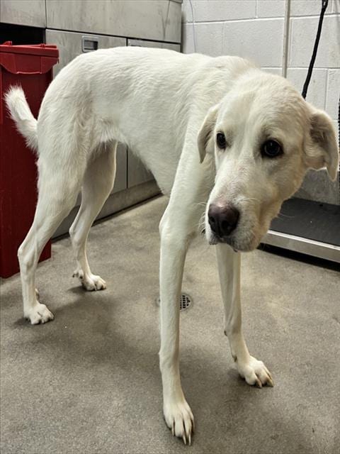 Photo of Perla, adoptable Great Pyrenees in Forestville, Maryland
